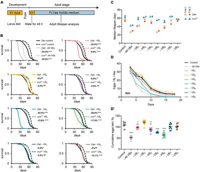 Reproductive-dependent effects of B vitamin deficiency on lifespan and physiology